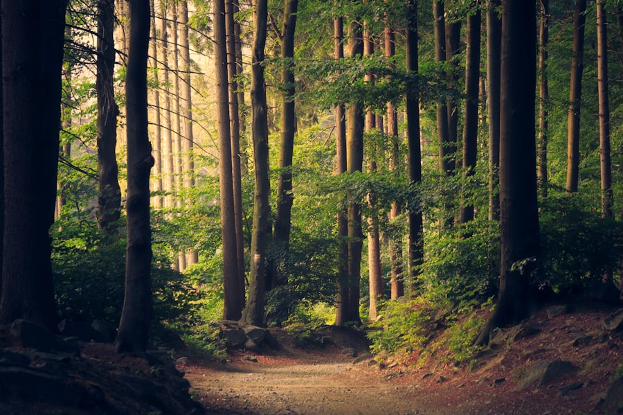 Light through trees in nature