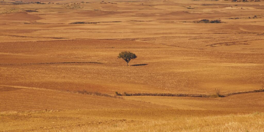 A lone tree standing in a golden field at sunset