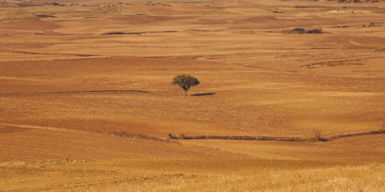 A lone tree standing in a golden field at sunset