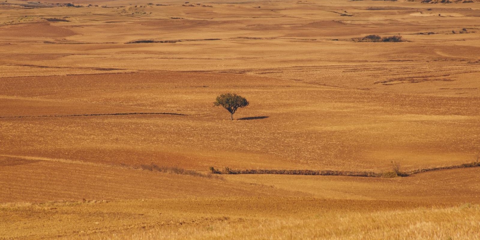 A lone tree standing in a golden field at sunset